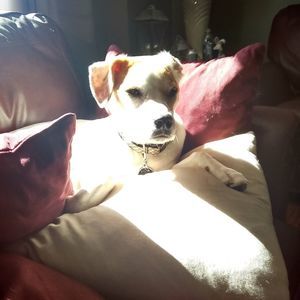 Meet your Posher, Steve